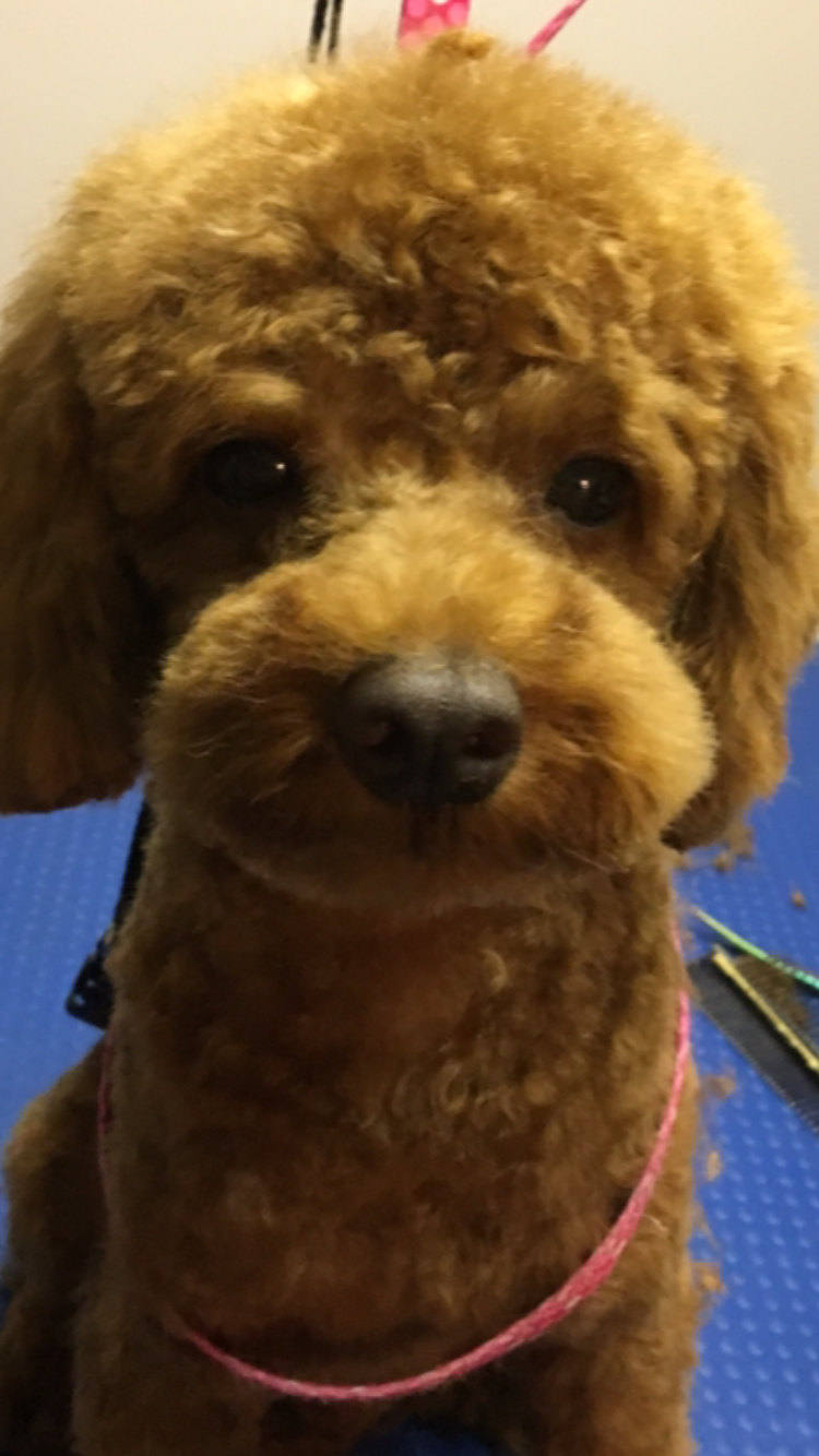 Peace of Mind Dog Grooming | 130 Fifth St. Front Apt, Etobicoke, ON M8V 2Z3, Canada | Phone: (416) 830-2093
