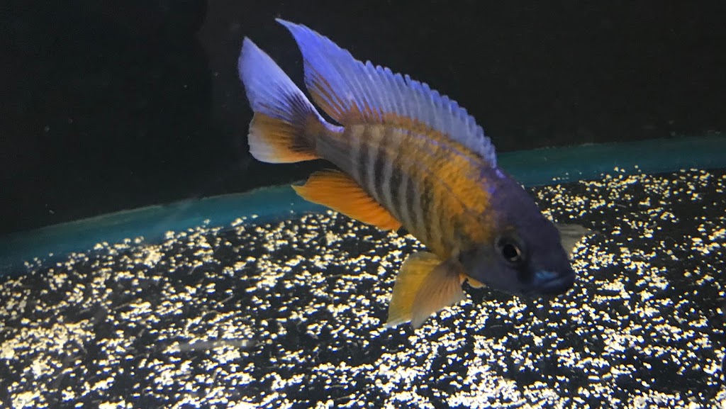 Rainbow Aquarium | 80 Nashdene Rd unit #79, Scarborough, ON M1V 5E4, Canada | Phone: (416) 300-7993