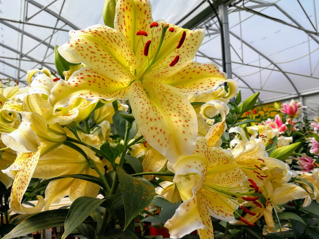 Local Nursery Ltd | 26515A, Township Rd 514, Spruce Grove, AB T7Y 1G1, Canada | Phone: (780) 987-9133