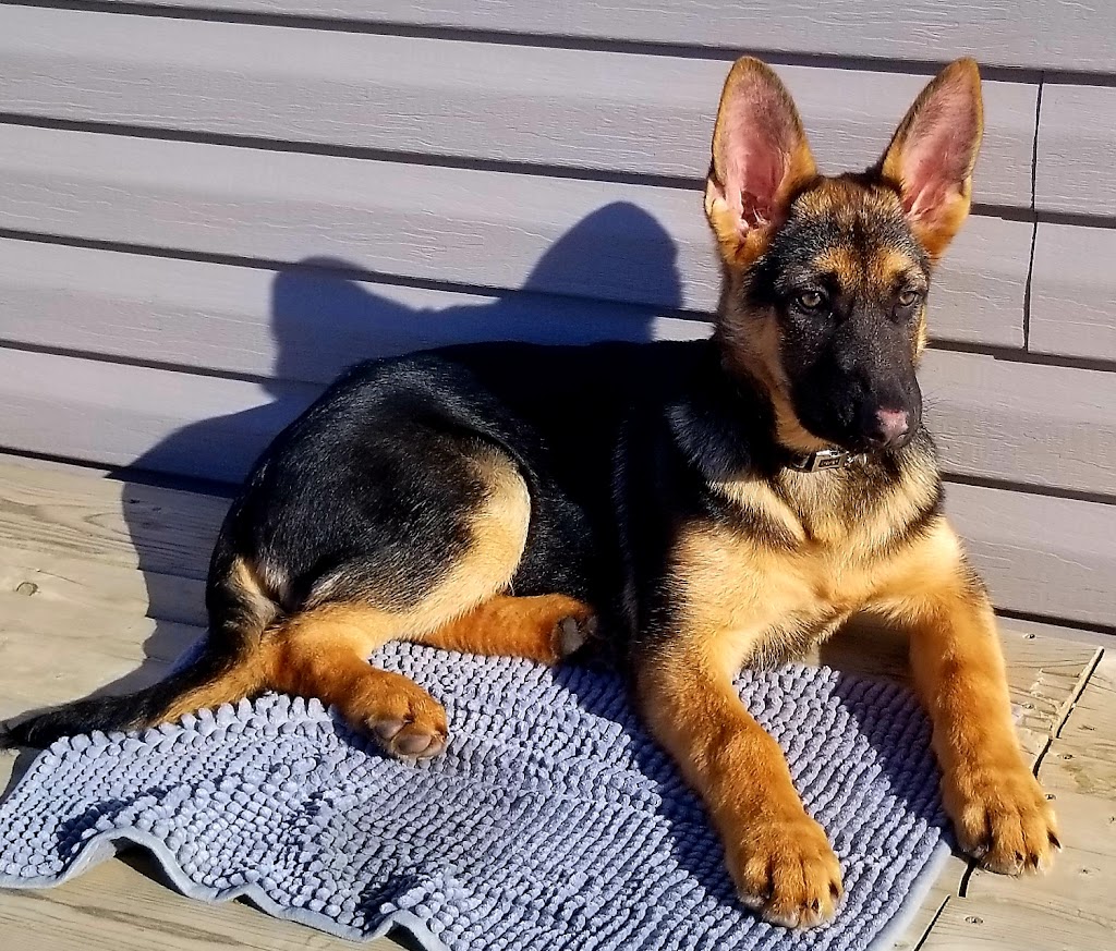 Narrow Lakes German Shepherds | R.R.#1, Richard, SK S0M 2P0, Canada | Phone: (306) 480-8017
