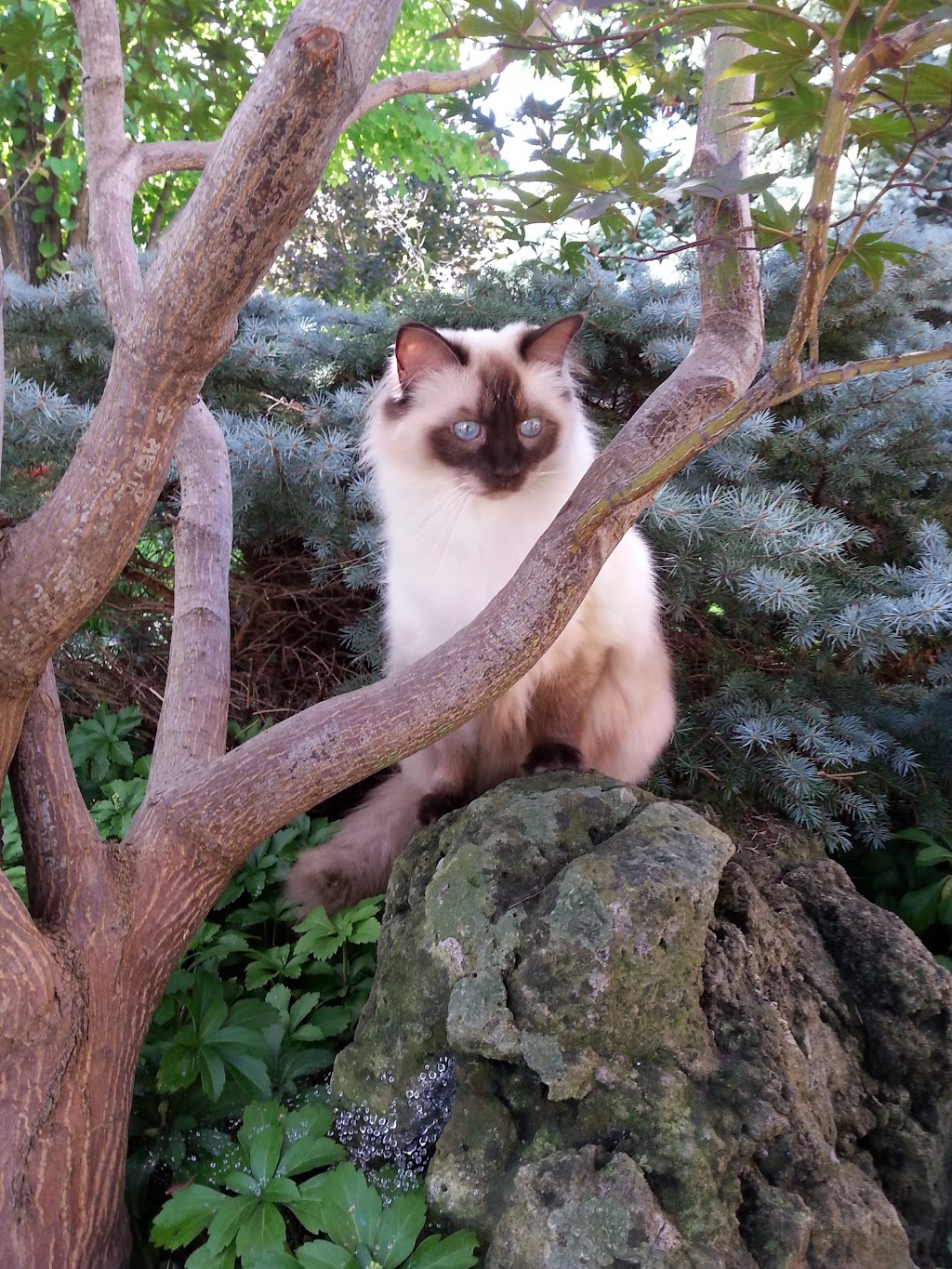 Purrs & Wags Professional Pet Care | 1964 Main St W, Hamilton, ON L8S 1J5, Canada | Phone: (905) 577-3911