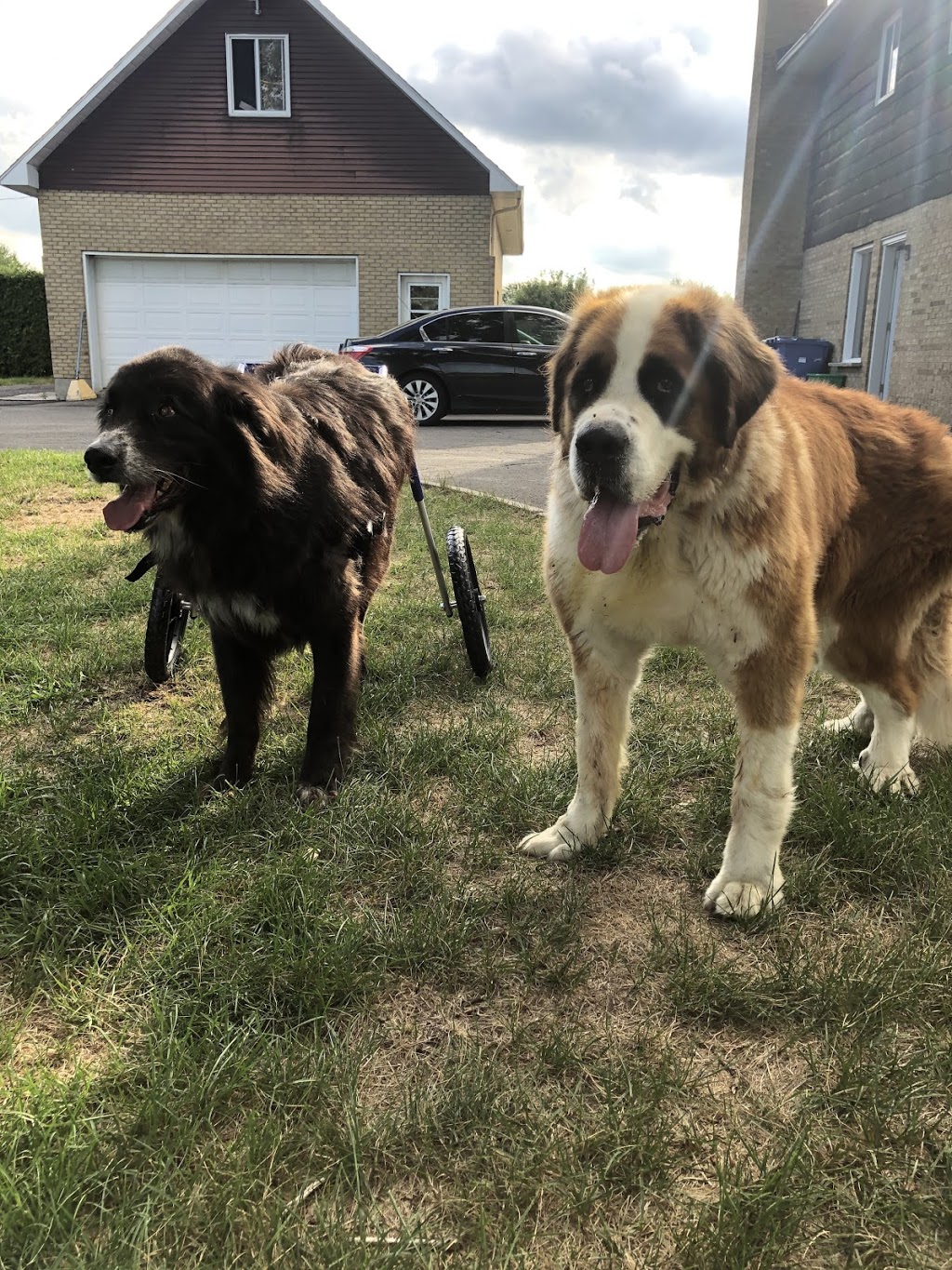 Institut thérapeutique canin | 22 Rang Saint-André, Saint, Saint-Mathieu, QC J0L 2H0, Canada | Phone: (579) 996-5444