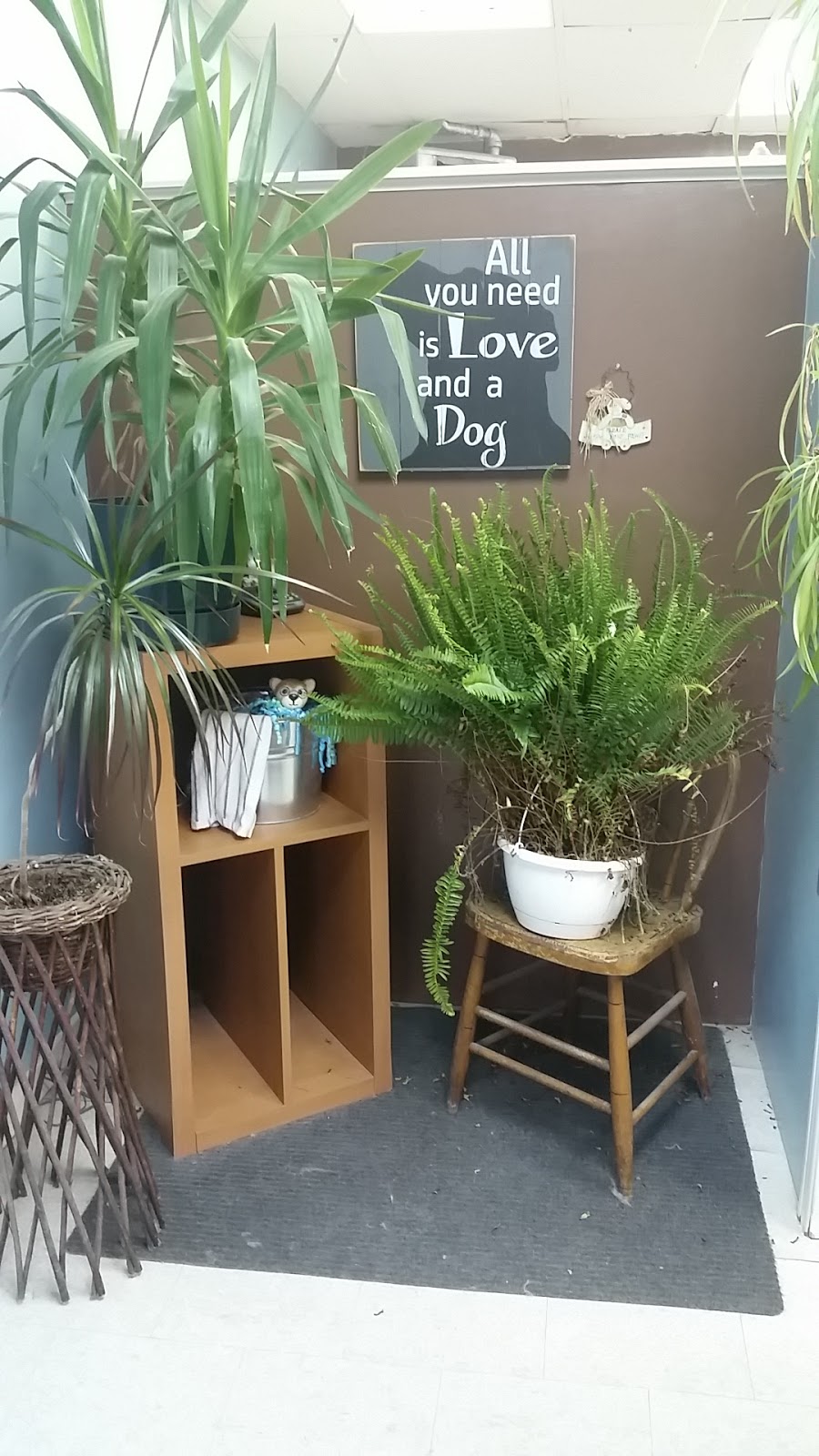 Doggie Dooze | 92 Main St S, Seaforth, ON N0K 1W0, Canada | Phone: (519) 527-0319