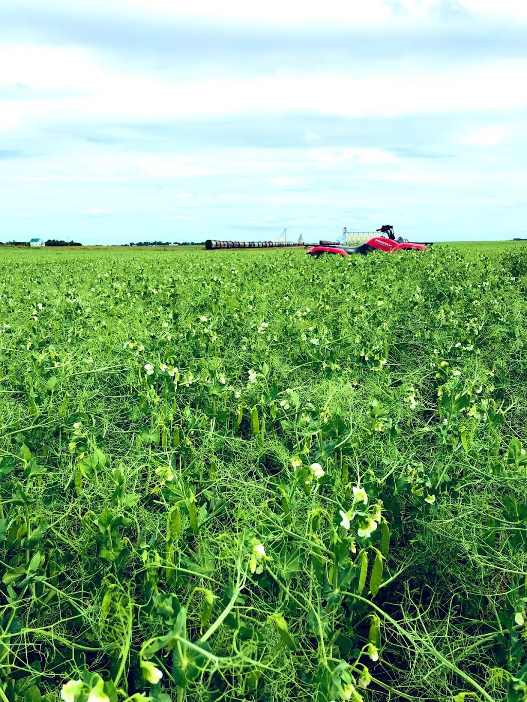 Blumer Seeds | HWY 44, SK-42, Dinsmore, SK S0L 0T0, Canada | Phone: (306) 460-7744