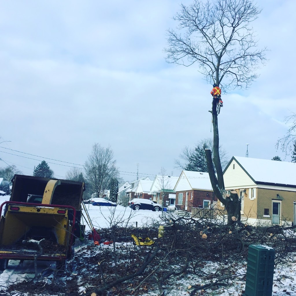 Mercier’s Tree Service | 270 Lorindale Dr, Oshawa, ON L1H 6X4, Canada | Phone: (289) 355-3177