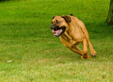 Walkin the Dog | Whitby, ON L1N 6M9, Canada | Phone: (416) 930-4323