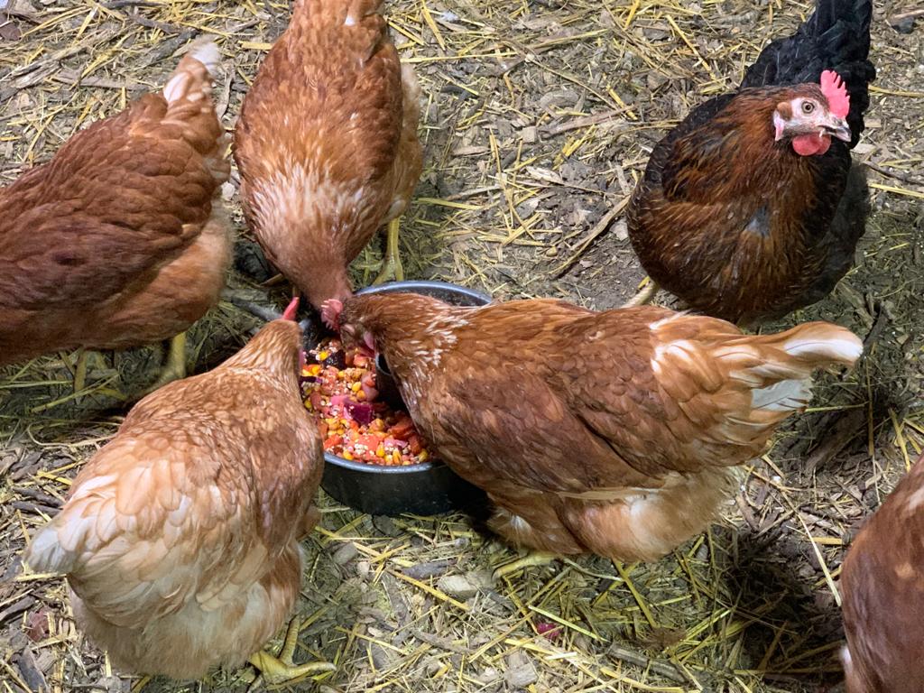 Happy Farm Milton | 4316 Derry Rd, Burlington, ON L7M 0R5, Canada | Phone: (647) 868-1906