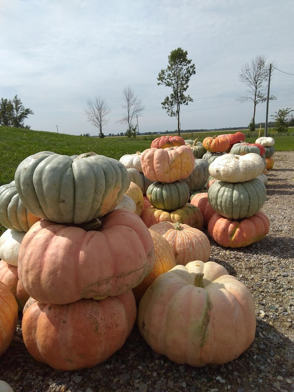 Cedar Crest Acres Inc | 5321 Perth County Rd 119, Gads Hill, ON N0K 1J0, Canada | Phone: (519) 595-3203