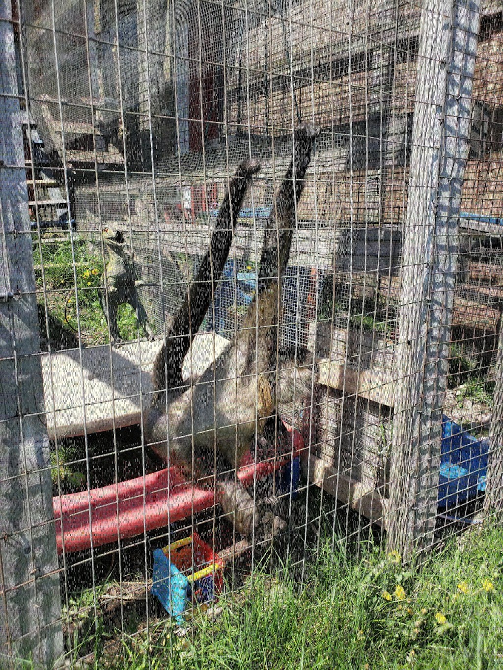 Story Book Farm Primate Sanctuary | 2315 Concession Rd 10, Sunderland, ON L0C 1H0, Canada | Phone: (416) 816-4800