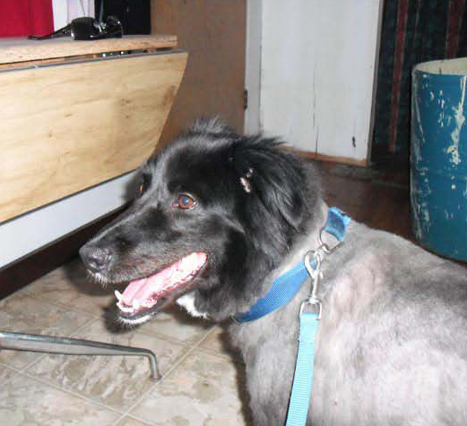 TLC Grooming | 33070 Rd 33E, Mitchell, MB R5G 1P5, Canada | Phone: (204) 371-9009