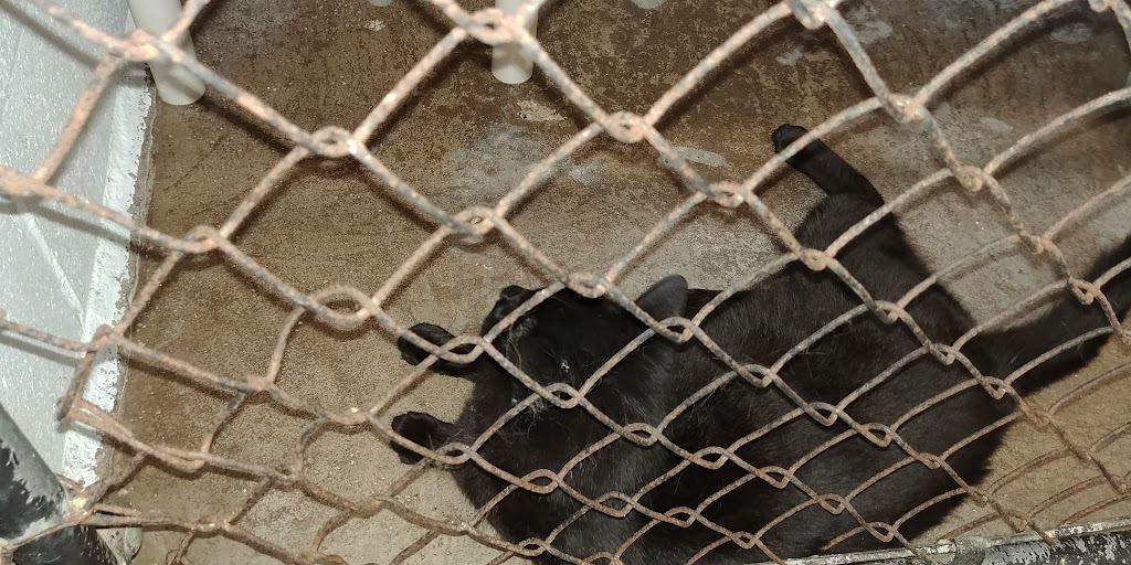 Lillian Allbon Animal Shelter | 798 Smith Rd, Amherst, NS B4H 3Y4, Canada | Phone: (902) 661-7297
