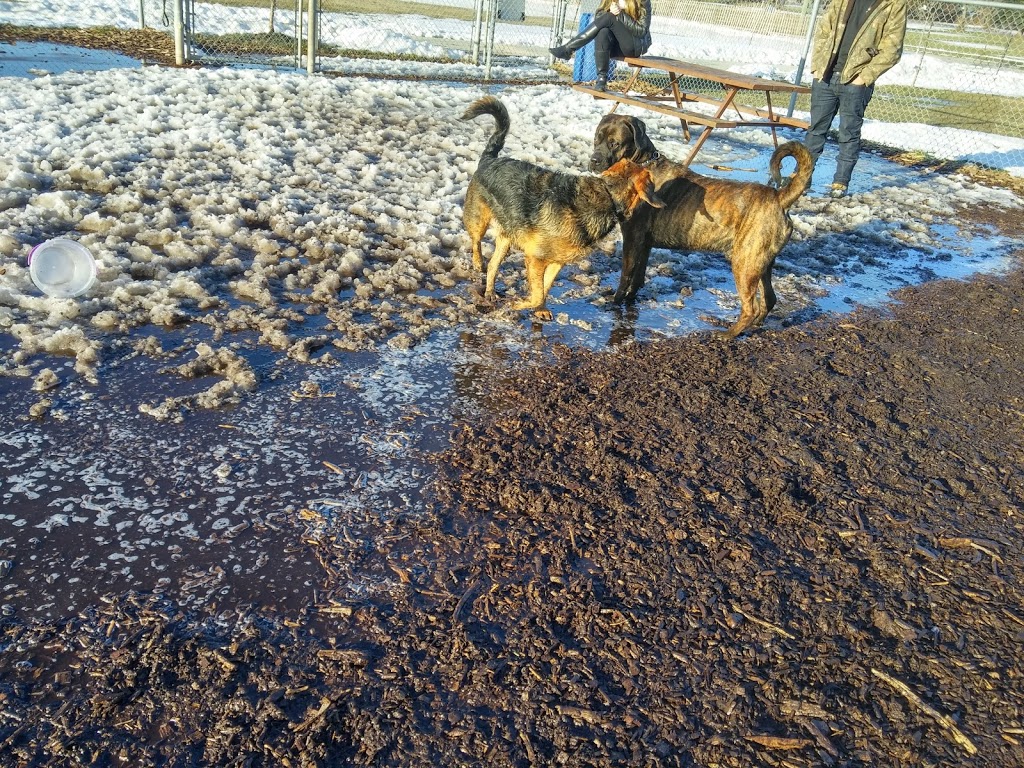 Carol Disher Leash Free Dog Park | 69 Catherine St, St. Catharines, ON L2R 7R5, Canada | Phone: (905) 688-5600