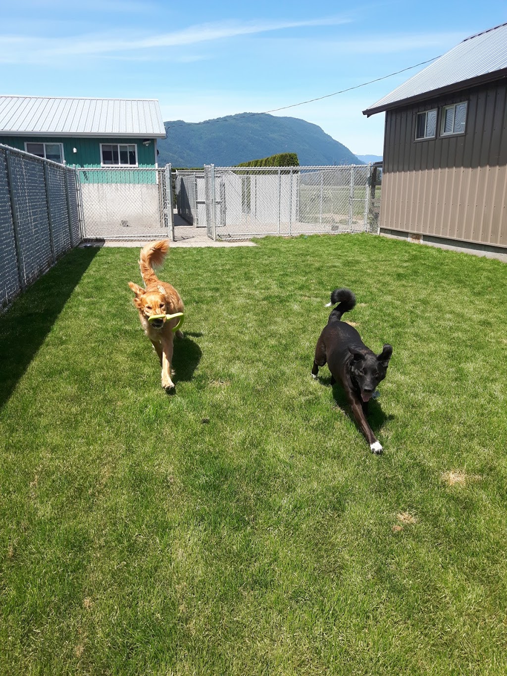 Green Acres Pet Care Centre | 2266 McDermott Rd, Abbotsford, BC V3G 2J7, Canada | Phone: (604) 504-7796