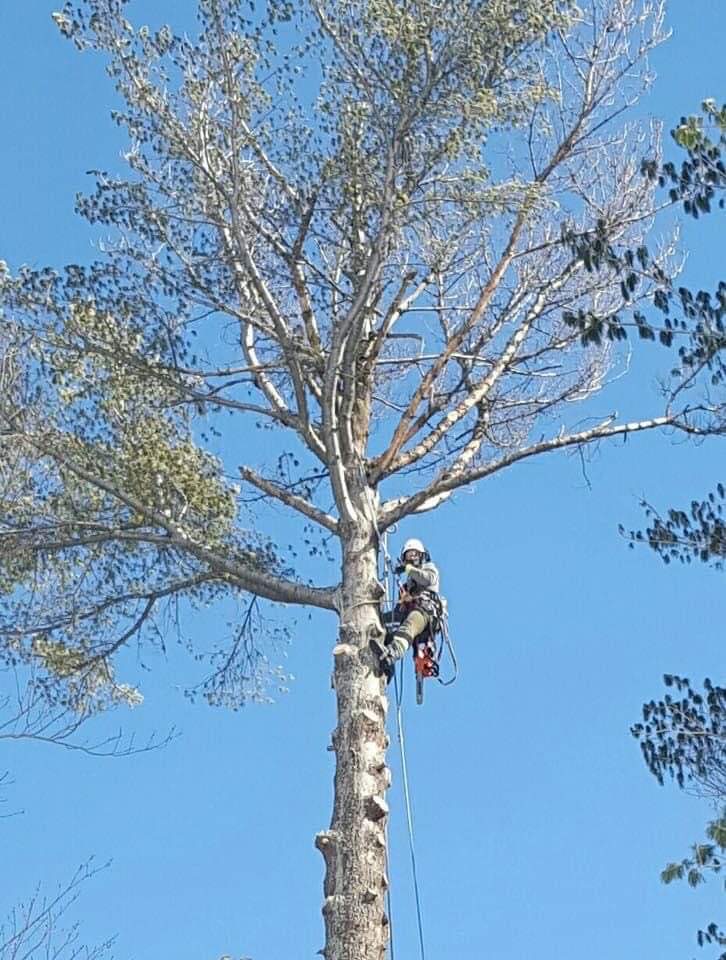 Tree Care Solutions | 1008 Soho Ln, Carnarvon, ON K0M 1J2, Canada | Phone: (705) 868-2204
