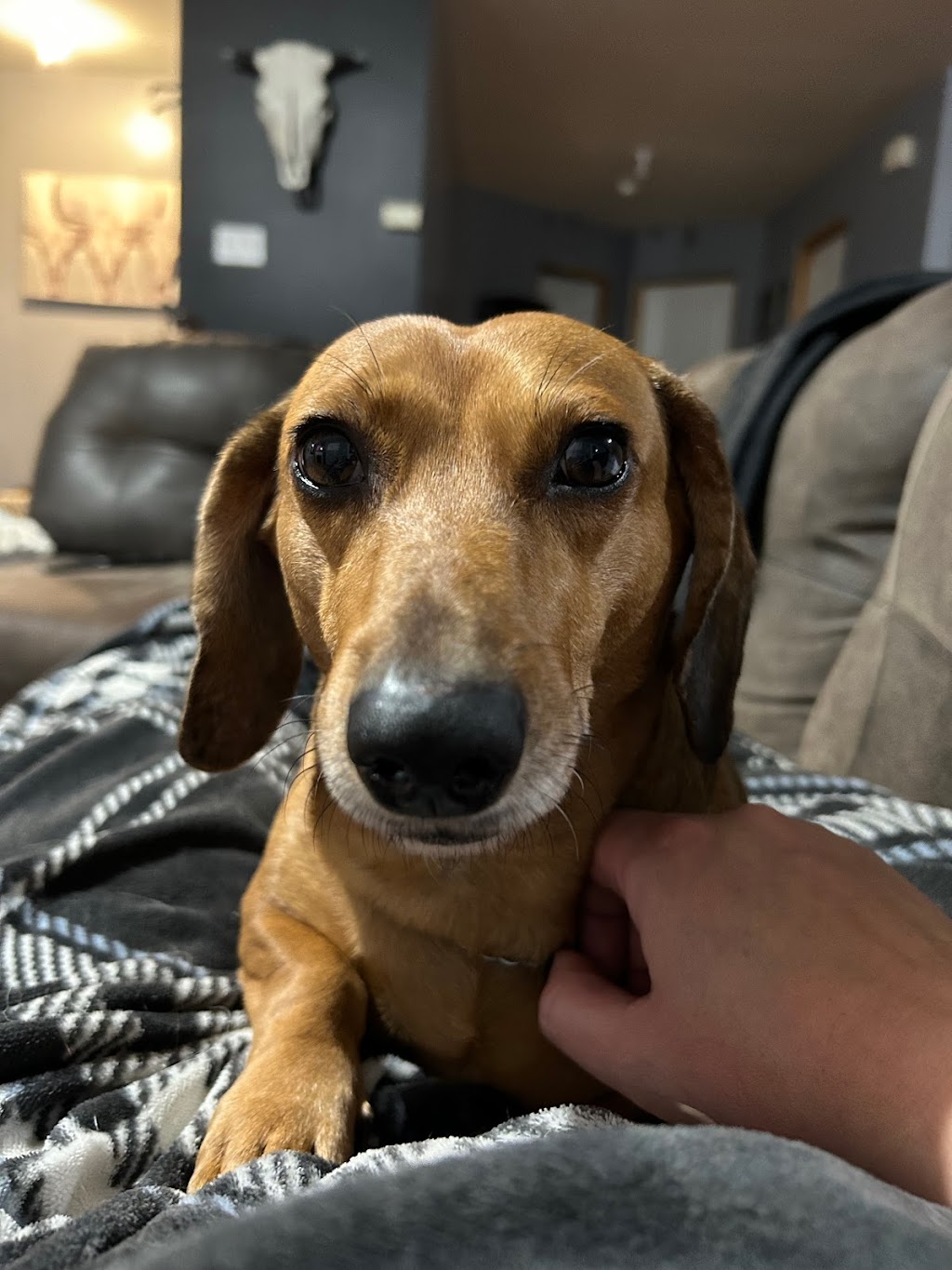 Vet Des Bois | 553 Chem. du Bois, Laval, QC H7Y 1H6, Canada | Phone: (514) 248-7187