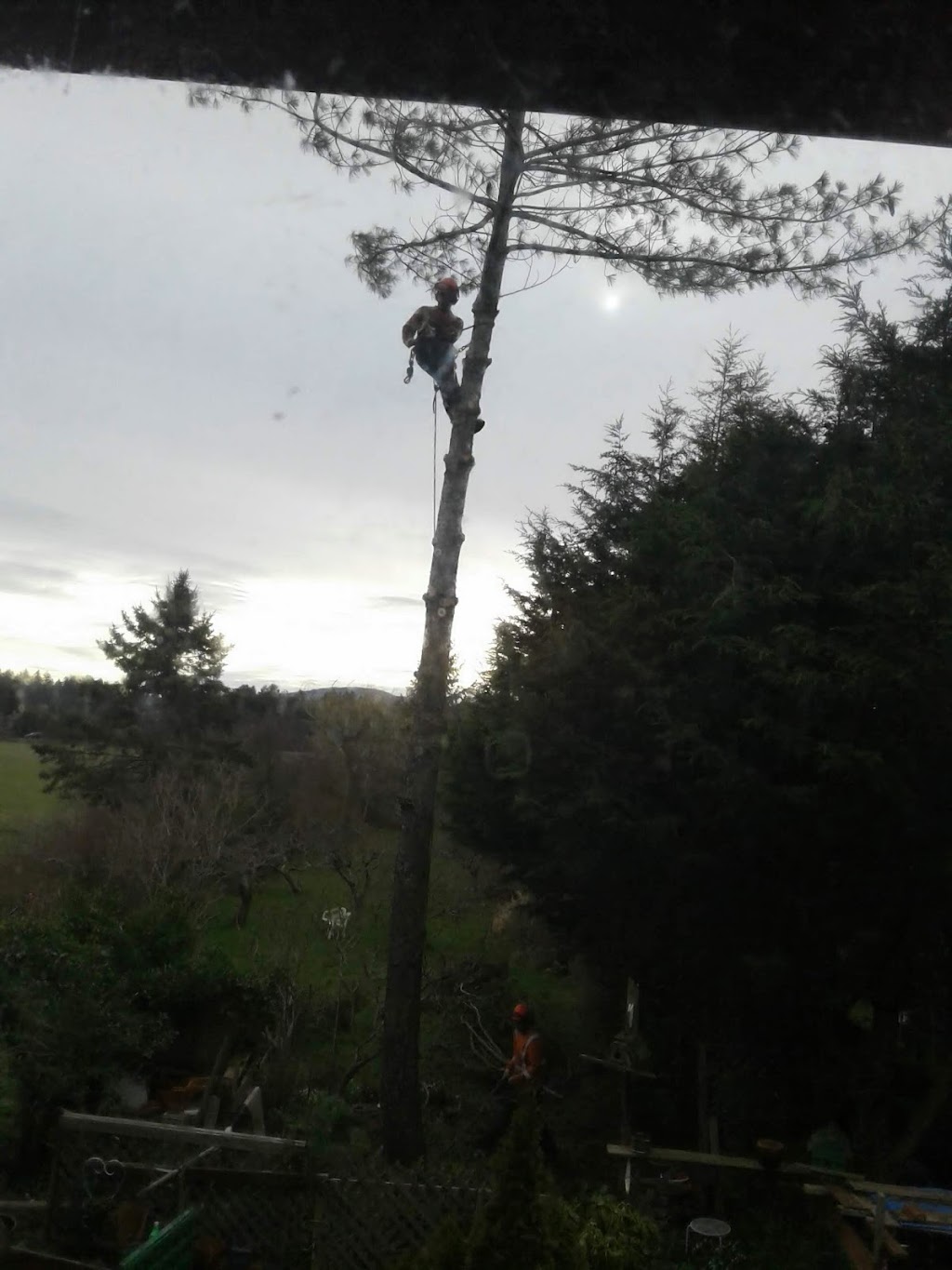 Capital Tree Service Inc. | 7199 Lochside Dr, Victoria, BC V8M 1W4, Canada | Phone: (250) 415-7244
