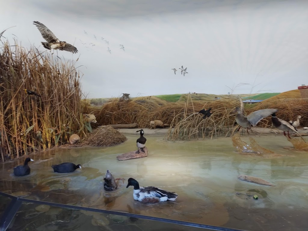 Oak Hammock Marsh Interpretive Centre | 1 Snow Goose Bay, Stonewall, MB R0C 2Z0, Canada | Phone: (204) 467-3300