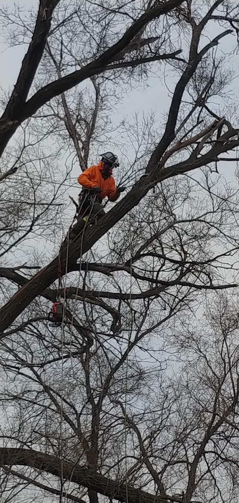 Tree Masters | 1476 Hwy 5 W, Troy, ON L0R 2B0, Canada | Phone: (905) 923-0994