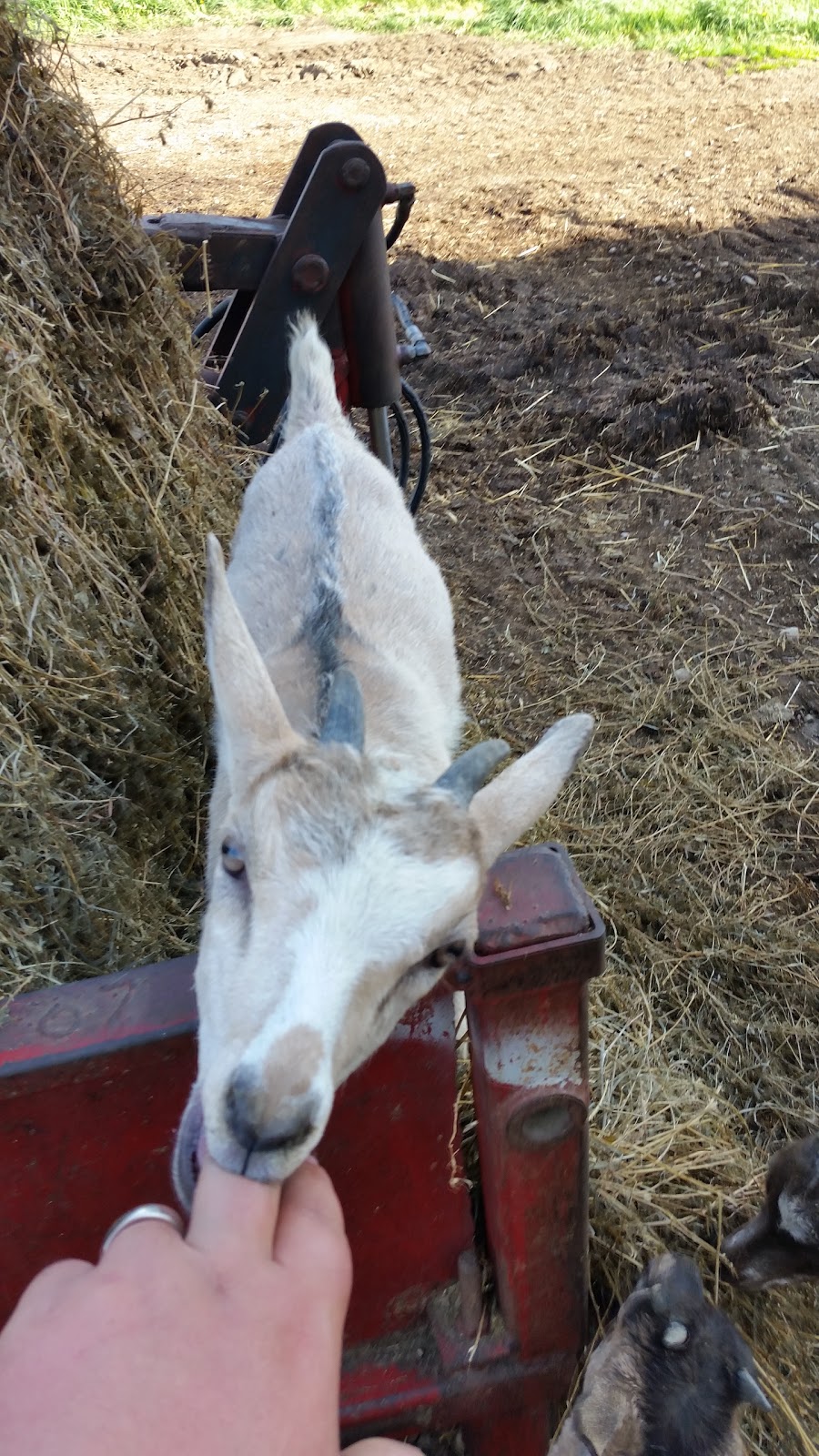 gordonsgoatdairy | 43253 C Line Rd, Wroxeter, ON N0G 2X0, Canada | Phone: (519) 335-4321