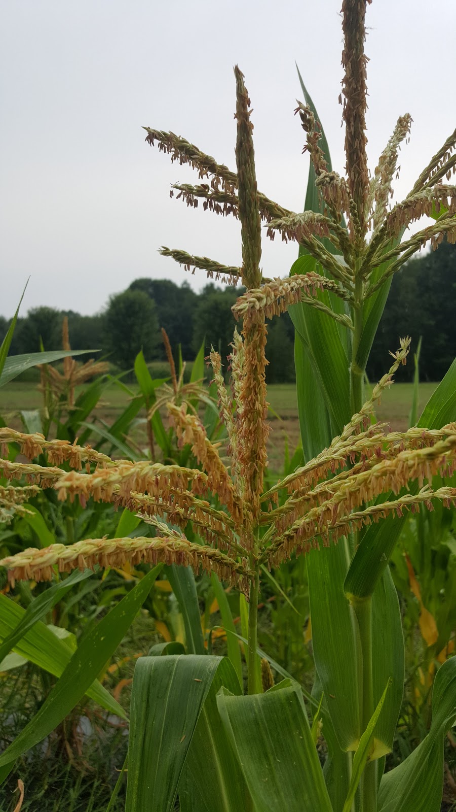 Jardins la brouette | 168 Rang du Chenal Tardif, Pierreville, QC J0G 1J0, Canada | Phone: (819) 816-8667