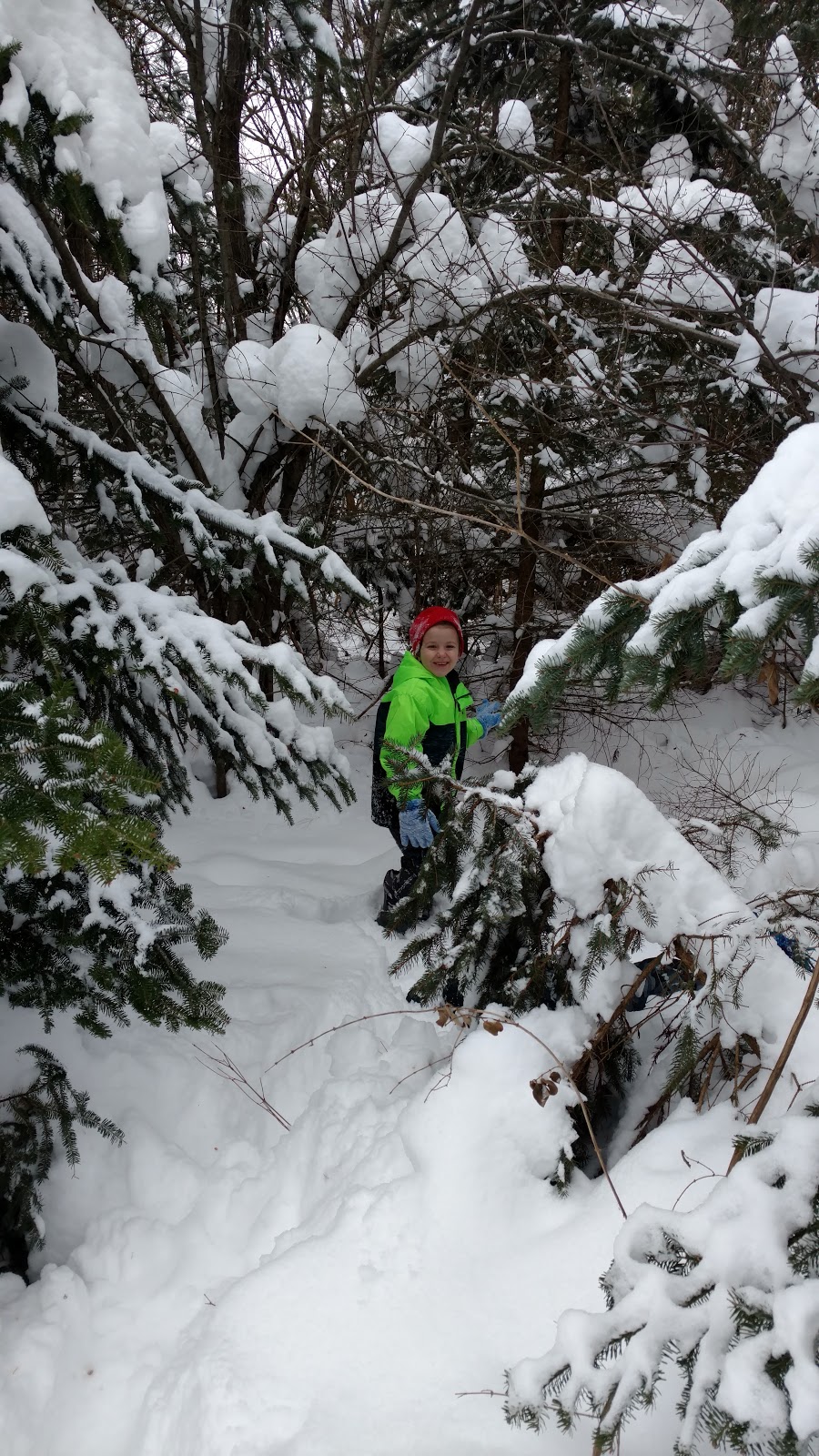 Tree Haven Evergreen Nursery Inc | 981 Jamison Rd, Elma, NY 14059, USA | Phone: (716) 652-4206