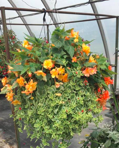 The Flower Shed | 12336 Nassagaweya–Esquesing Townline, Acton, ON L7J 2L7, Canada | Phone: (905) 580-0070