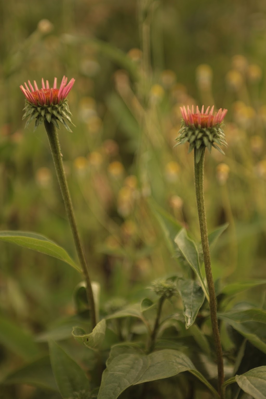 Woods Wildscaping | 627127, Grey County Rd 119, Grey Highlands, ON N0H 1J0, Canada | Phone: (416) 662-3749