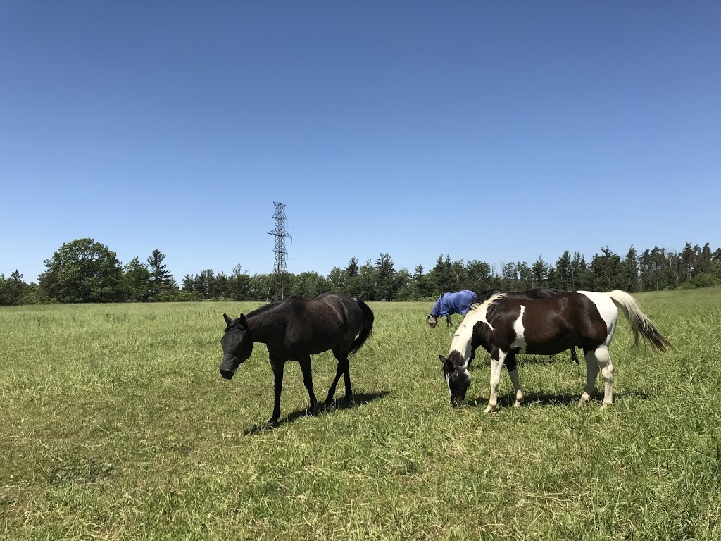 Sandhill Stables Horses Boarded | 1238 Snyders Rd E, Baden, ON N3A 3L3, Canada | Phone: (519) 634-8999