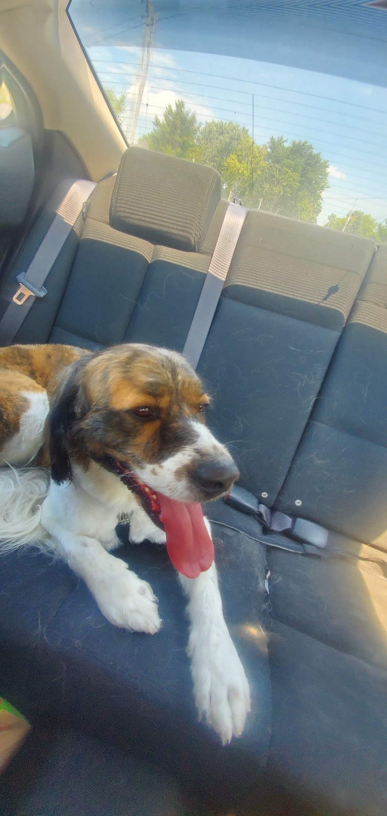 It’s a Ruff Life | 100 County Rd 34, Cottam, ON N0R 1B0, Canada | Phone: (519) 551-3580