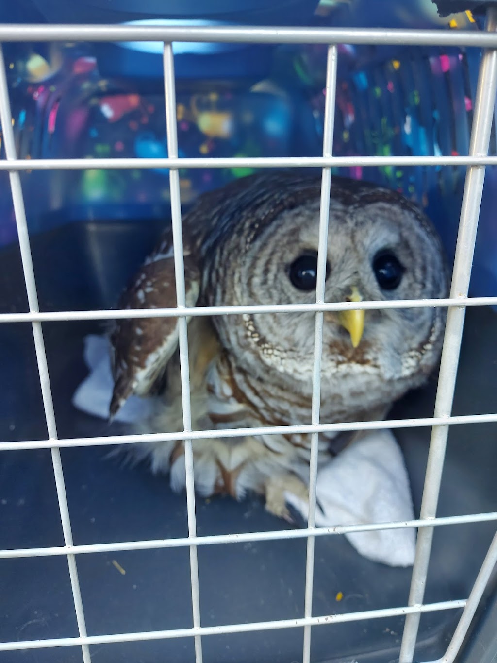 Coastal wildlife rescue and conflict resources services | 7871 Redrooffs Rd, Halfmoon Bay, BC V0N 1Y1, Canada | Phone: (604) 399-8502