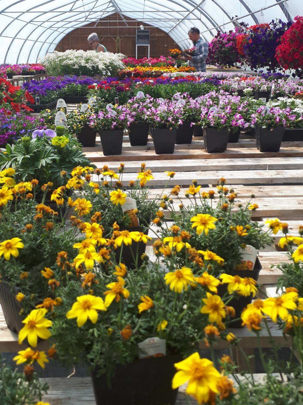 T & S Nursery & Greenhouse | 166 QuAppelle St, QuAppelle, SK S0G 4A0, Canada | Phone: (306) 699-2233