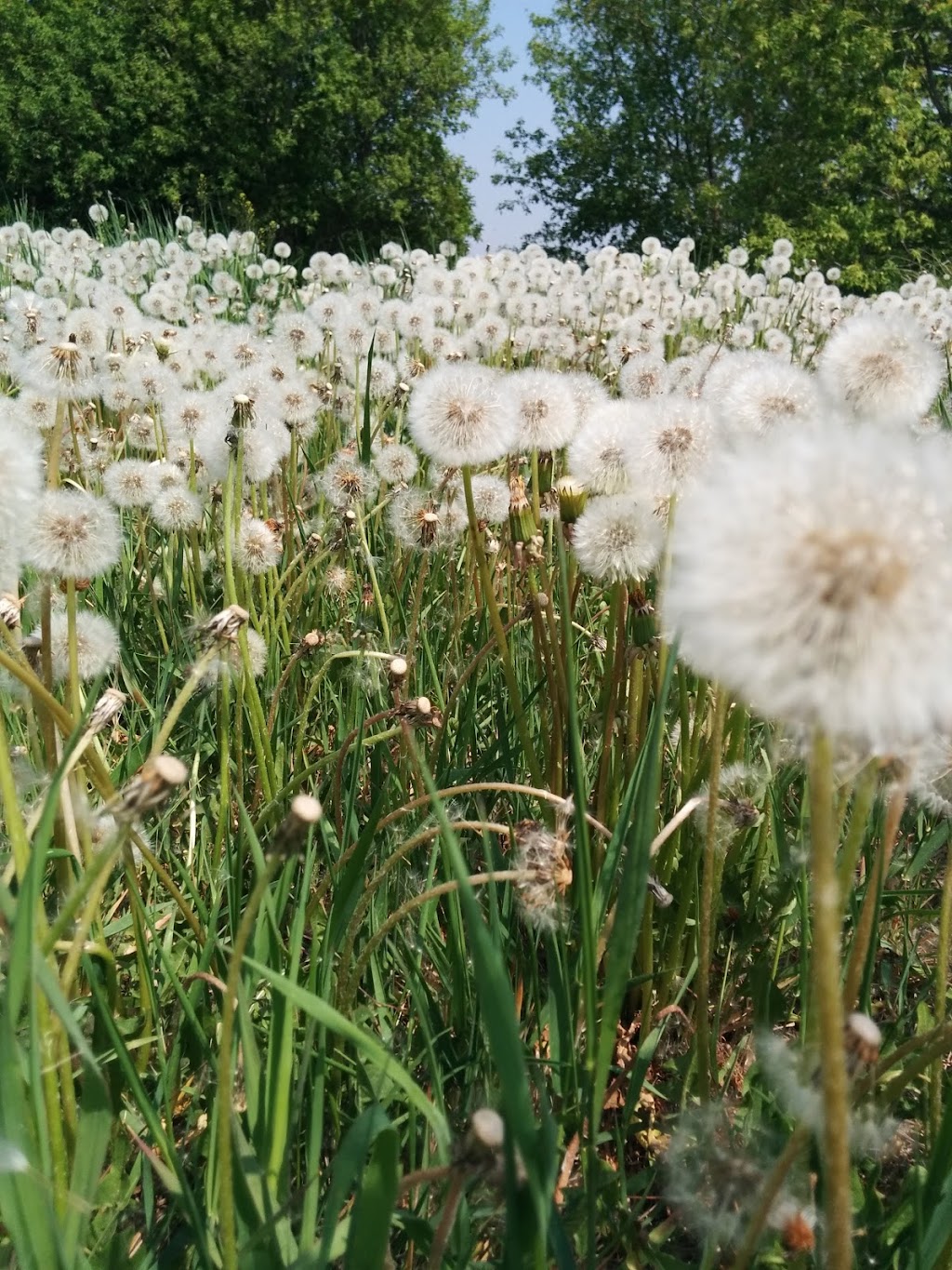 Cortex Vegetation Control | 6400 30 St NW, Edmonton, AB T6P 1J6, Canada | Phone: (780) 718-1458
