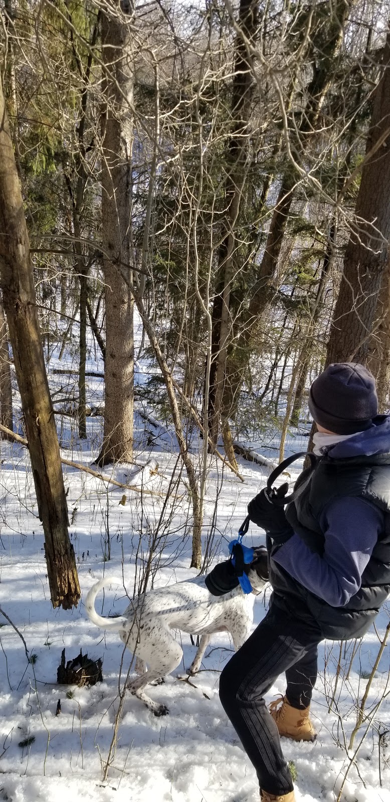 Petersburg Regional Forest | 1974 Snyders Rd E, Petersburg, ON N0B 2H0, Canada