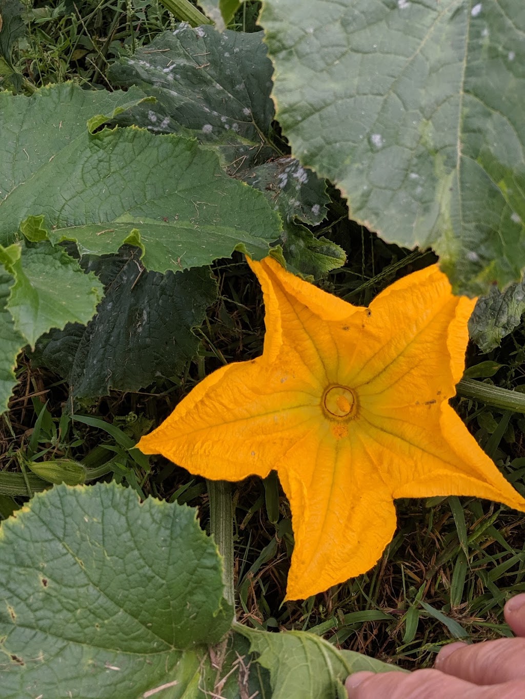Fantasy Farms Inc. | 9423 Gibson Rd, Chilliwack, BC V2P 6H4, Canada | Phone: (604) 792-8572