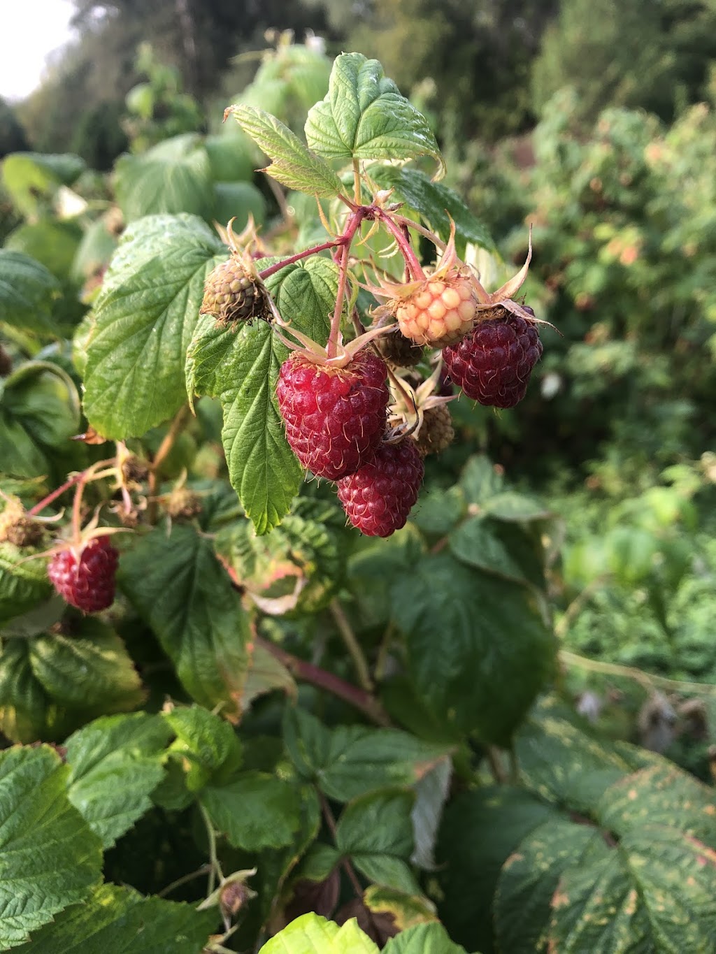 Blue Mountain Berry Co. | 220 Victoria St S, Thornbury, ON N0H 2P0, Canada | Phone: (519) 377-0551