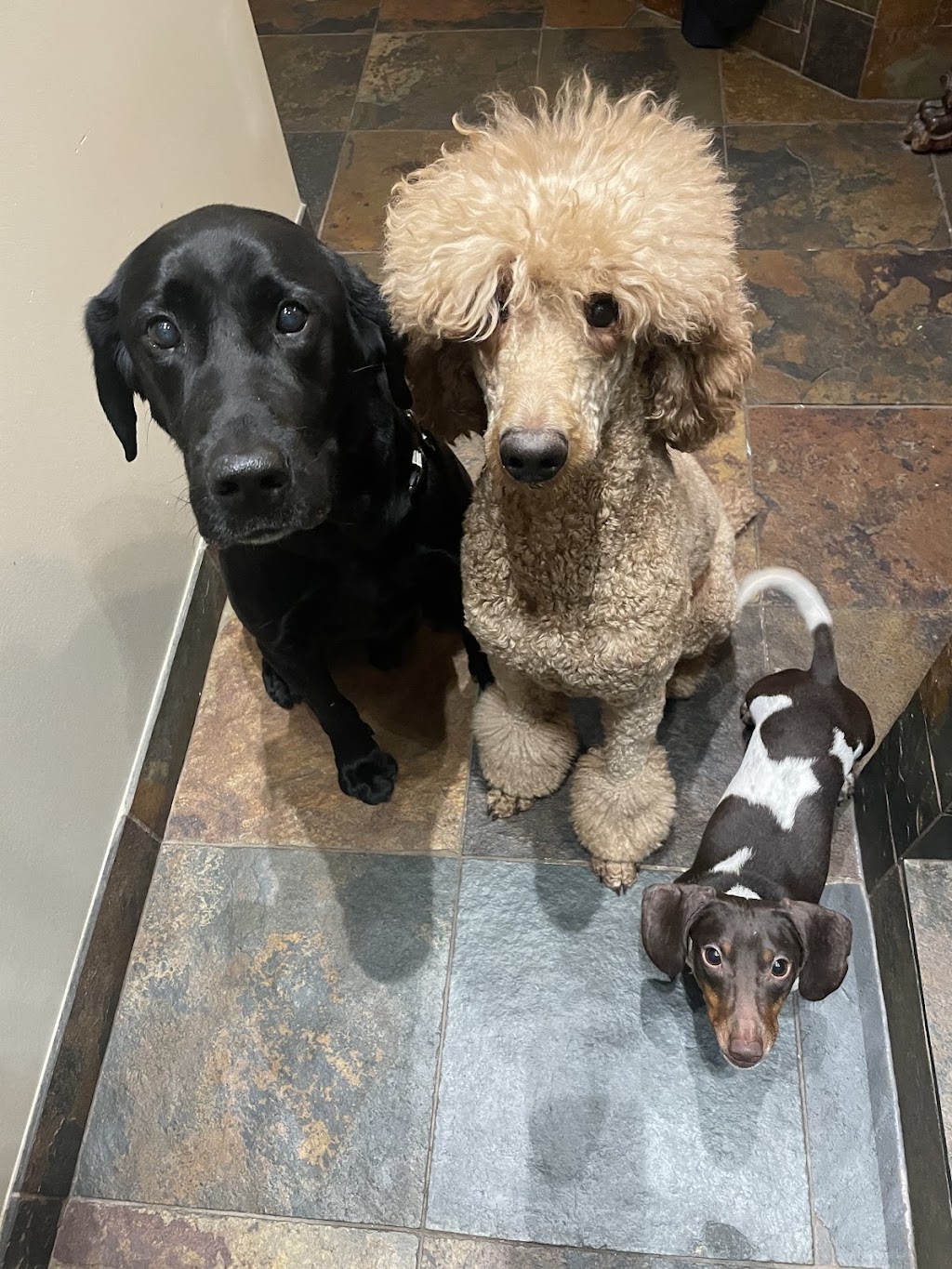Justice Kennels, Dog Obedience Training | Township Rd 260, Lyalta, AB T0J 1Y0, Canada | Phone: (403) 880-3171