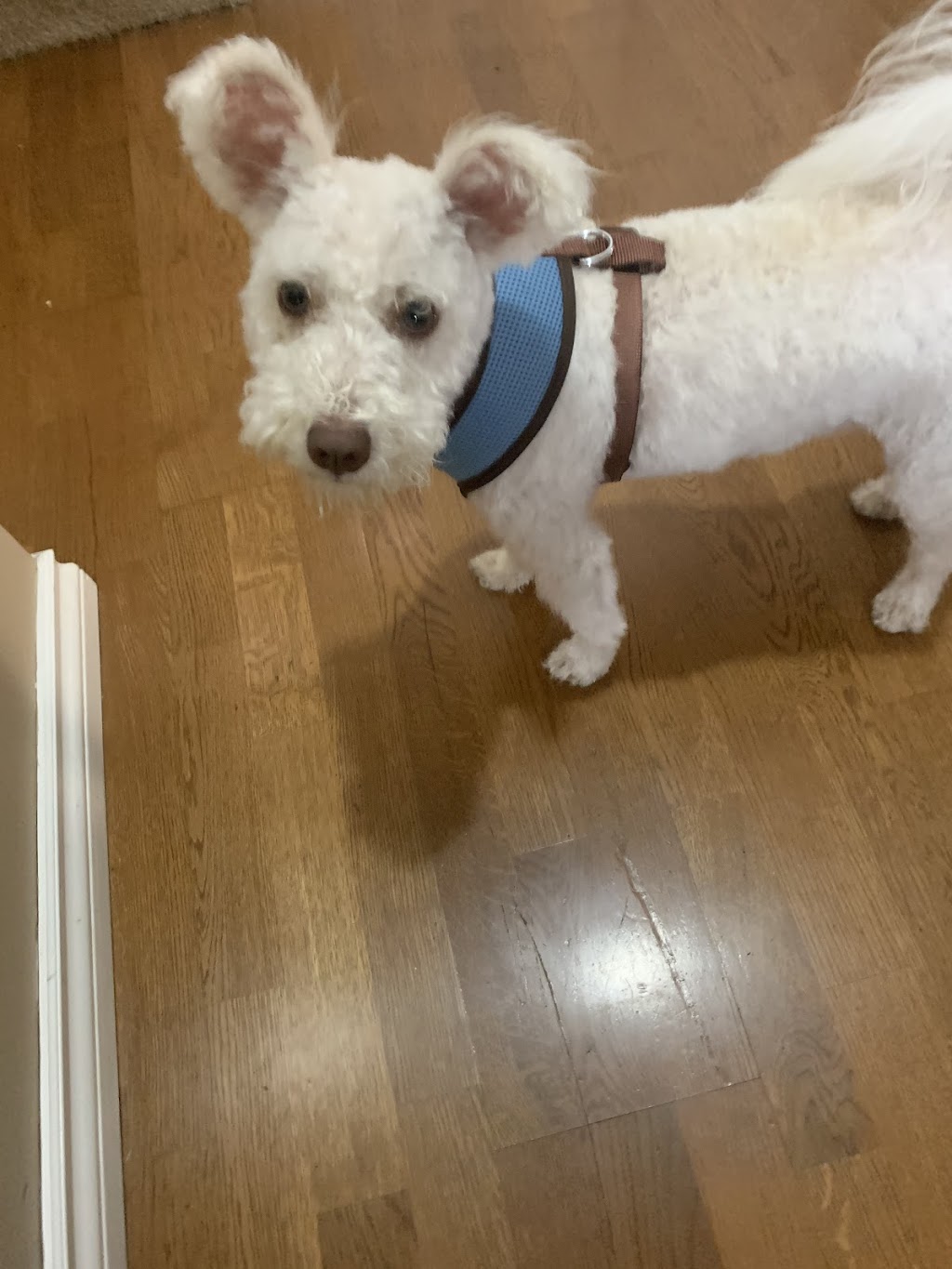 Cedar Hills Pet Supplies & Grooming | 12859 96 Ave, Surrey, BC V3V 6V9, Canada | Phone: (604) 583-9335