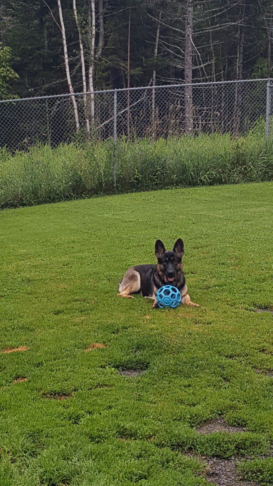 Woodlands Pet Resort | 400 E Uniacke Rd, Mount Uniacke, NS B0N 1Z0, Canada | Phone: (902) 866-3633