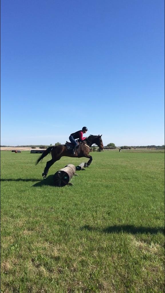 Tristar Equestrian Centre Hunter/Jumper/Eventing | 271104, Range Rd 20, Airdrie, AB T0B 2A3, Canada | Phone: (403) 948-7472