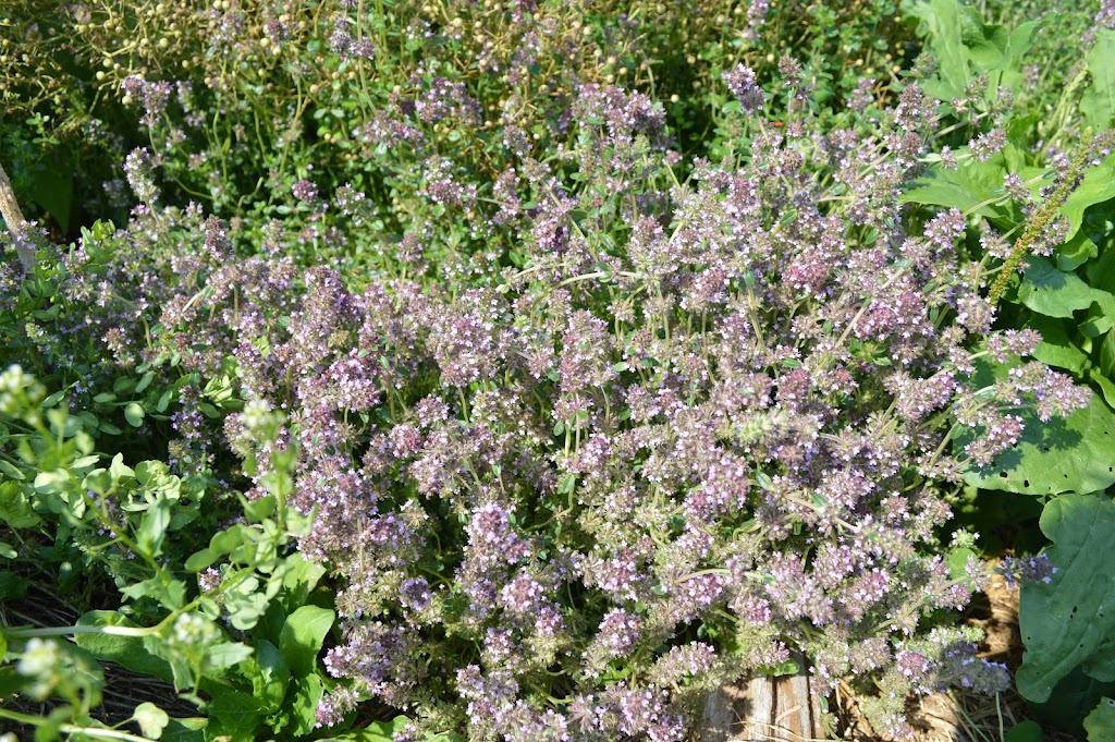 Living Landscapes | 9 Brubacher St, Baden, ON N3A 2V2, Canada | Phone: (705) 313-4769