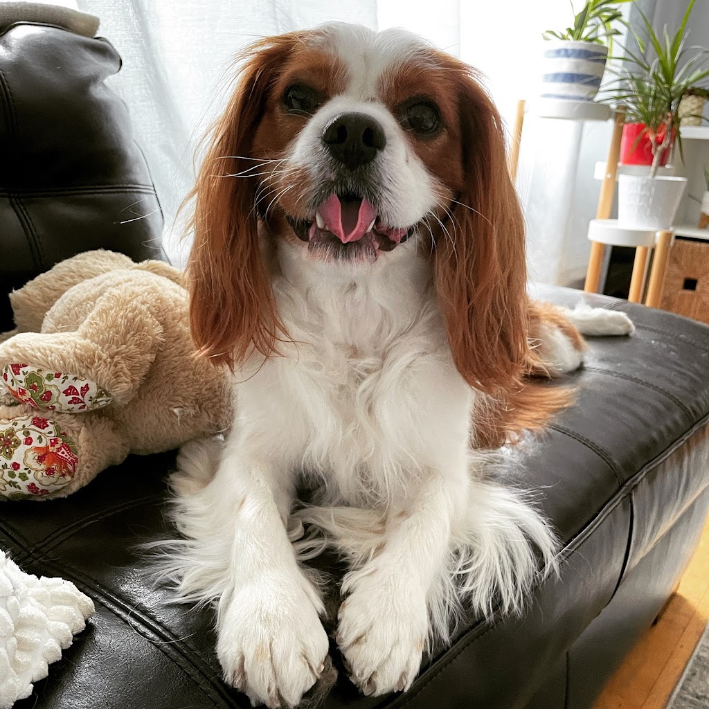Pour Chien Et Chat Seulement | 8602 Rue Centrale, LaSalle, QC H8P 1N5, Canada | Phone: (514) 364-9614