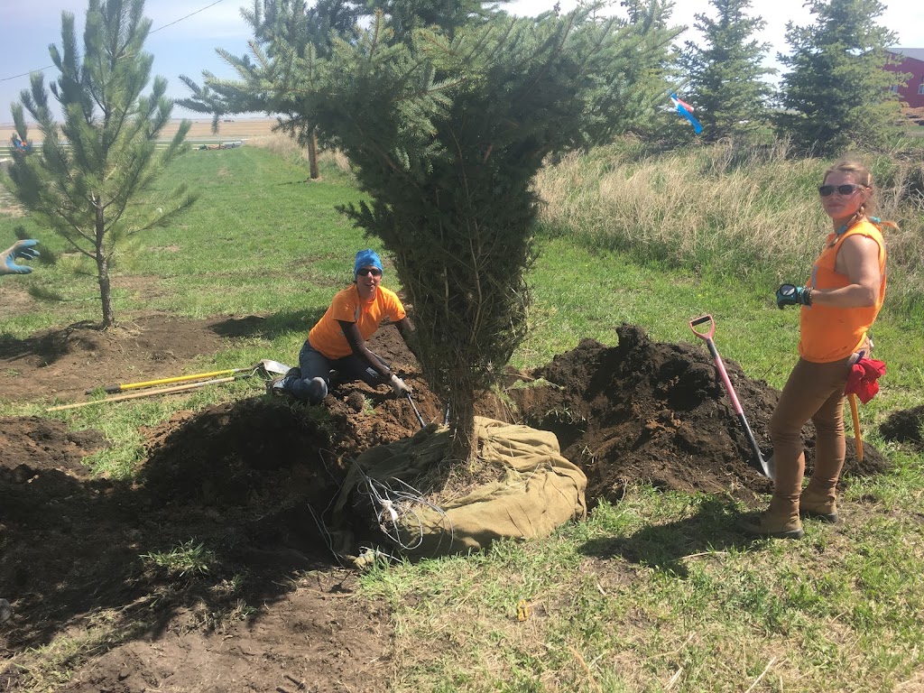 For Trees Company Limited | 1448 Township Rd 312A, Didsbury, AB T0M 0W0, Canada | Phone: (403) 335-8965