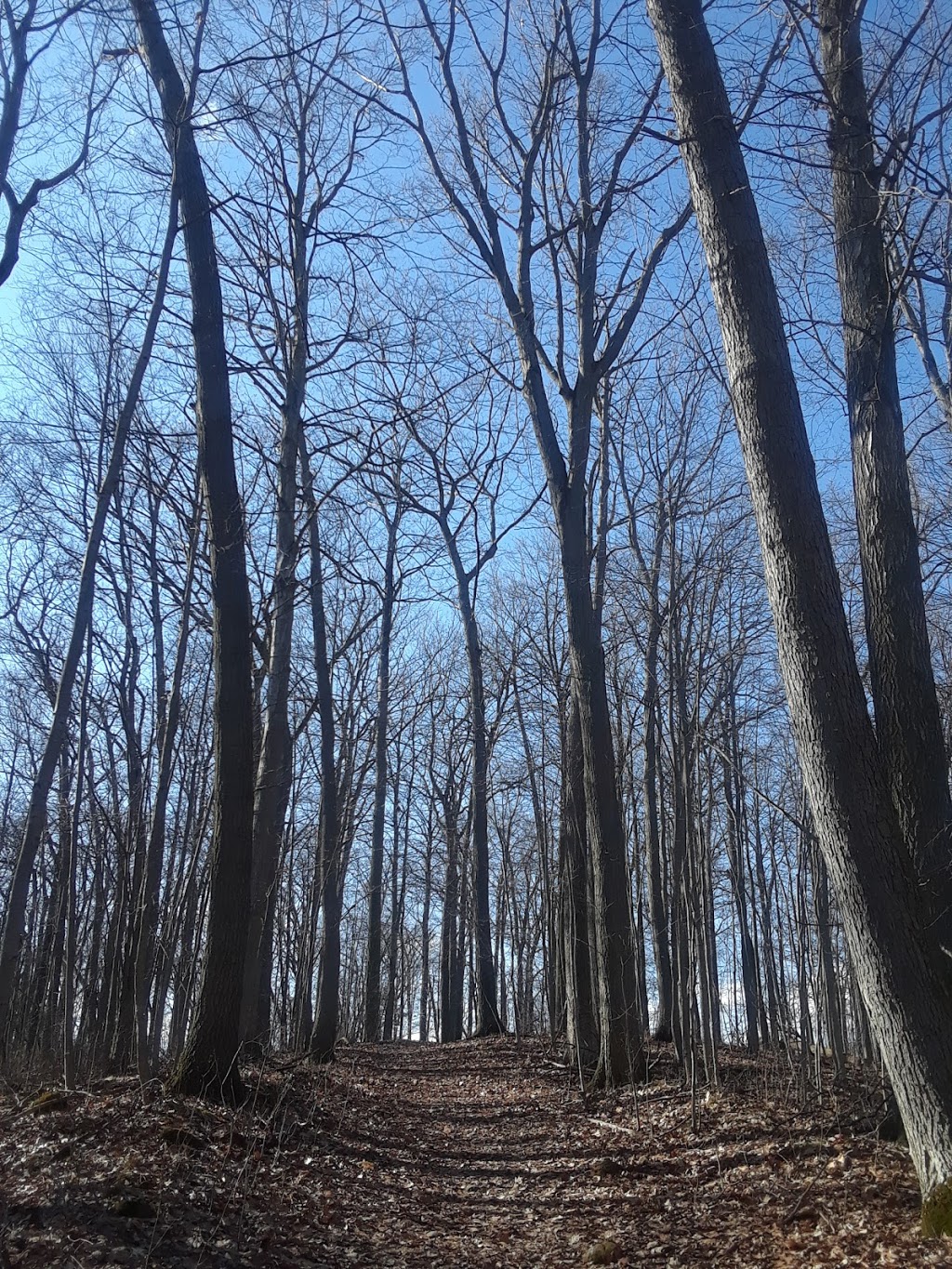 Drynan Regional Forest | 1226 Dumfries Rd, Ayr, ON N0B 1E0, Canada