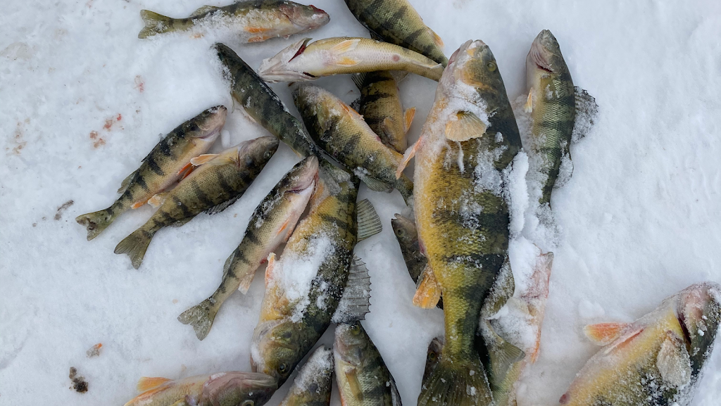 Fishsimcoe hardwater outfitters | 6021 young st, Churchill, ON L0L 1K0, Canada | Phone: (705) 984-5853