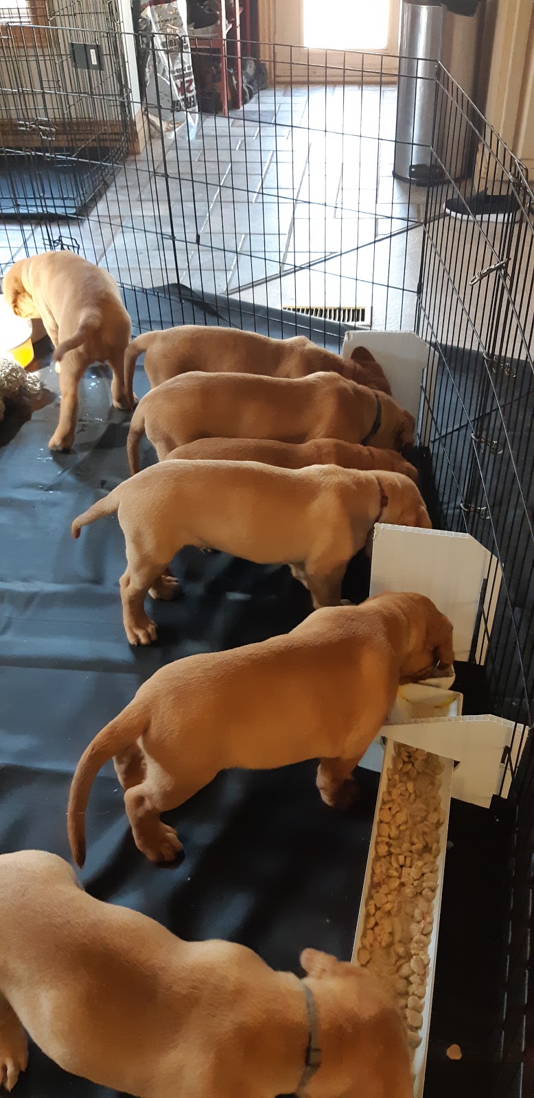 Chateau Rouge Dogue de Bordeaux | 1527 Windham Road 5, Vanessa, ON N0E 1V0, Canada | Phone: (519) 443-0363