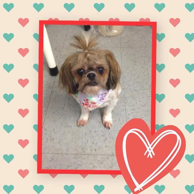 Woofs & Whiskers Grooming Shop | 14715 108 Ave, Surrey, BC V3R 1V9, Canada | Phone: (604) 498-6006