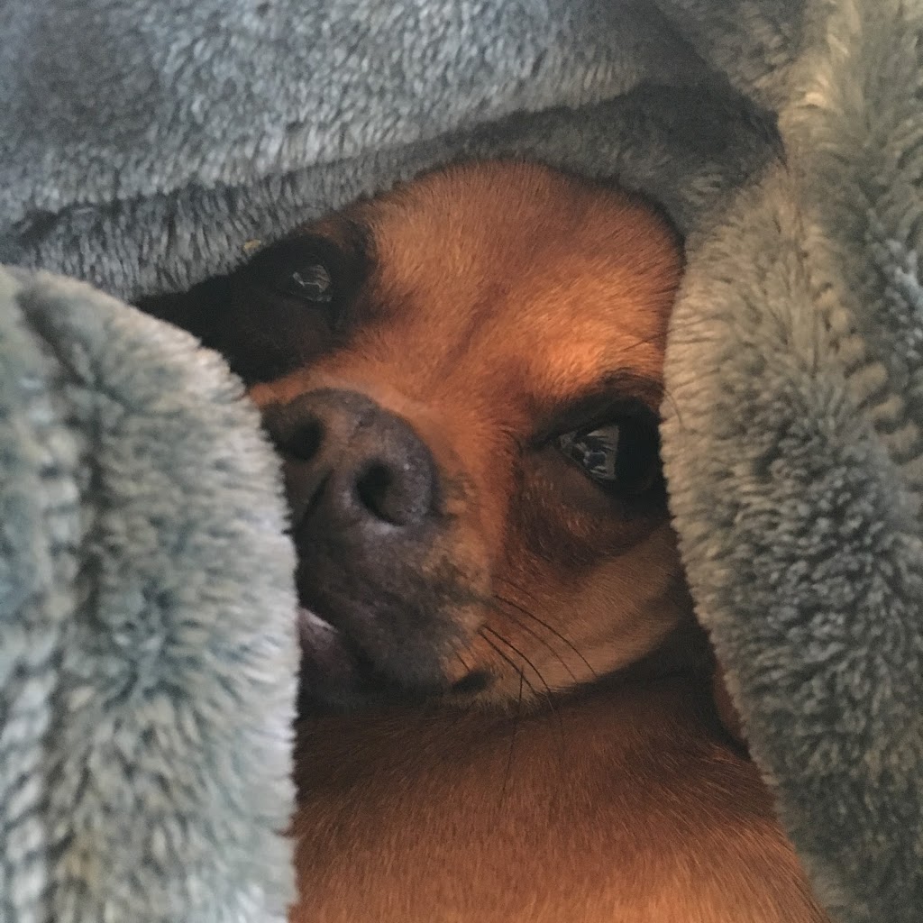 Roncesvalles Animal Hospital | 18 Roncesvalles Ave, Toronto, ON M6R 2K3, Canada | Phone: (416) 531-8282