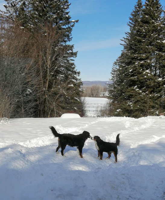 Élevage de lEdelweiss | 2049 Rang Saint David, Saint-Gabriel-de-Brandon, QC J0K 2N0, Canada | Phone: (514) 445-6690