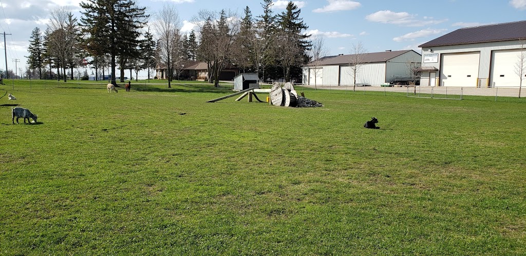 Goats on 86 | 5428 Perth County Line 86, Listowel, ON N4W 3G8, Canada