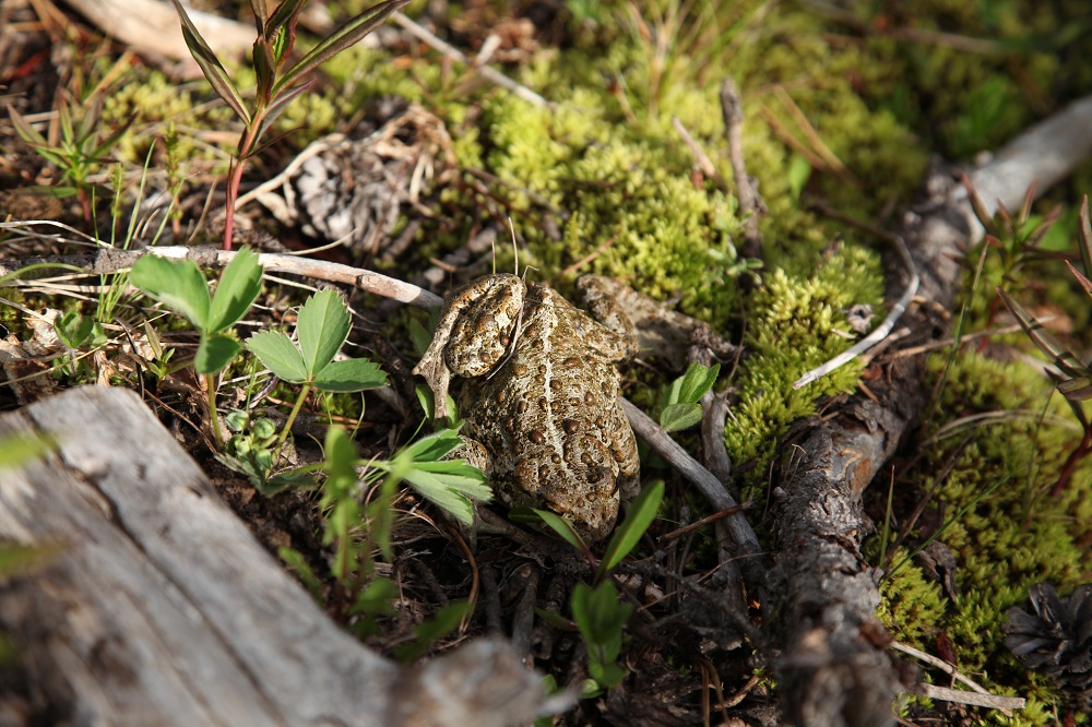 Xaxlip Community Forest | 1433 Fountain Vly Rd, Lillooet, BC V0K 1V0, Canada | Phone: (250) 256-4228